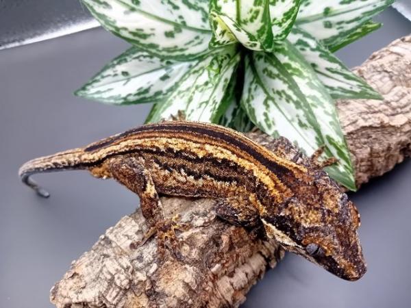 Proven Male gargoyle gecko for sale!! For Sale in Wigston Leicester ...