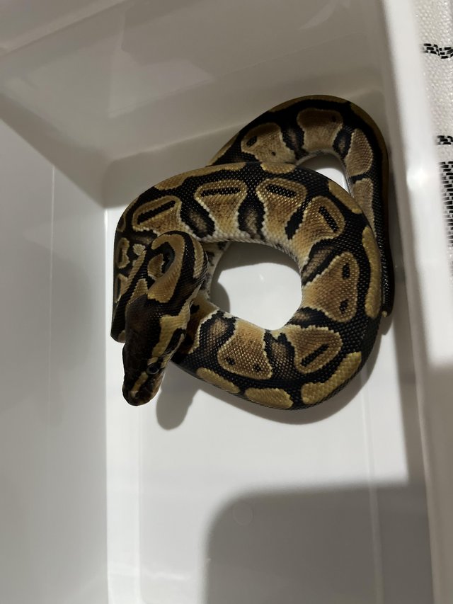 Preview of the first image of Baby ball pythons for sale.