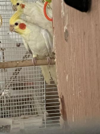 Image 3 of Stunning lutino cockatiels for sale