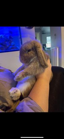 Image 4 of Rabbit lop male 1 year old