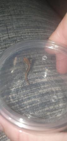 Image 1 of Baby mourning geckos for sale. 20 each or 2 for 30. 10 each