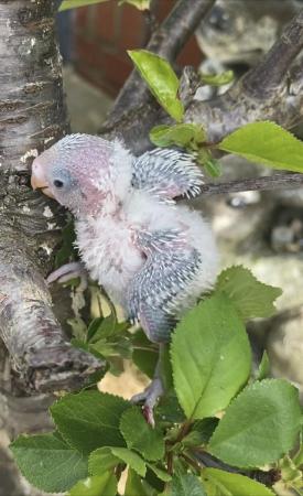 Image 5 of Baby budgies available for reservations