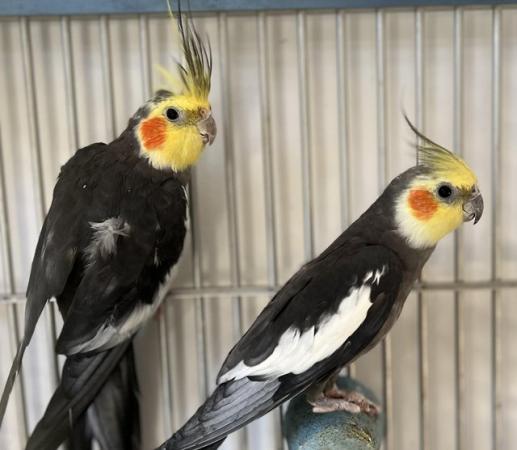 Image 15 of Quality Baby & Adult breeding cockatiels - Various Colours