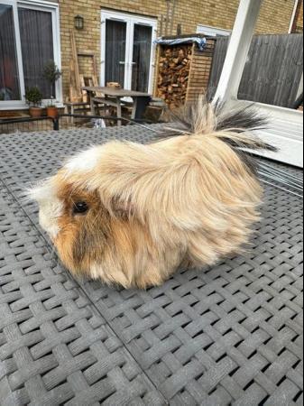 Image 4 of Lovely funky haired male guinea pig.