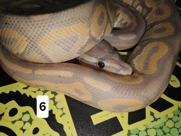 Image 1 of Lots of Beautiful Baby Royal Pythons
