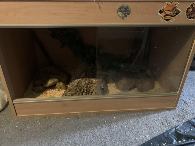 corn snake and tank with complete set up — photo 3 of 4