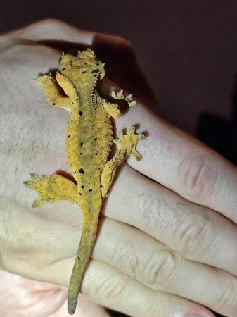 Image 2 of Baby dalmatian crested gecko poss super dal