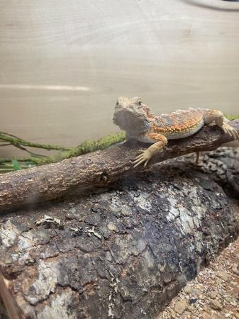 Image 2 of Year old bearded dragons