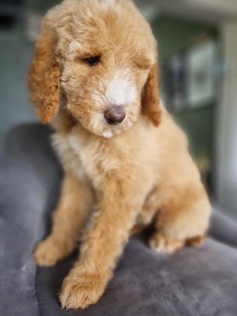 Image 27 of Ready to leave now. Goldendoodle puppies