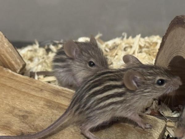 Image 2 of zebra mice, males and females available