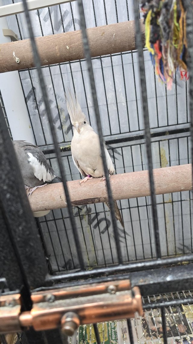 Preview of the first image of Cockatiel birds for sale.