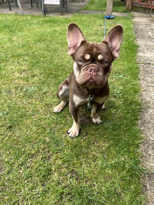 Preview of the first image of 8 month old French bulldog.