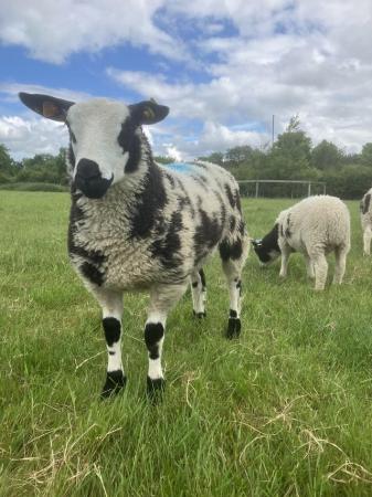 Image 1 of Dutch Spotted Ram Lambs