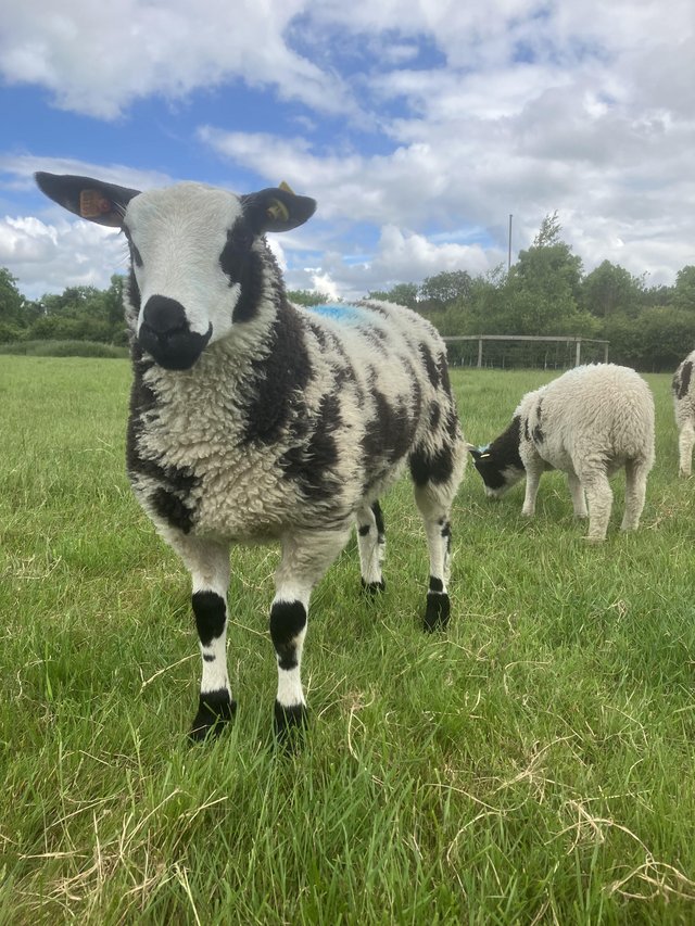 Preview of the first image of Dutch Spotted Ram Lambs.