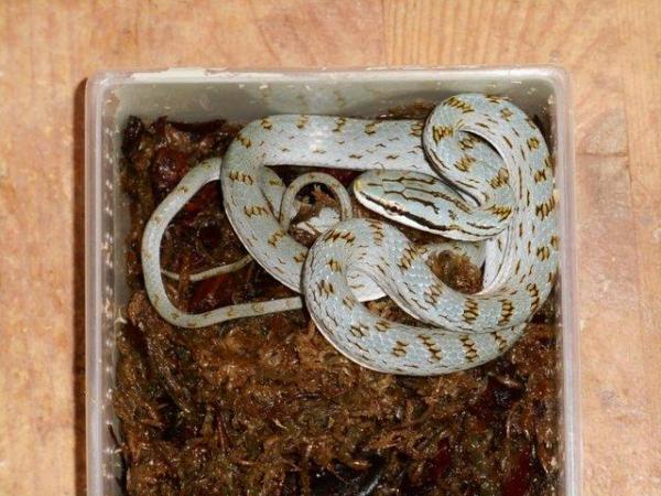 Image 3 of Rein rat snakes - UK CB For Sale