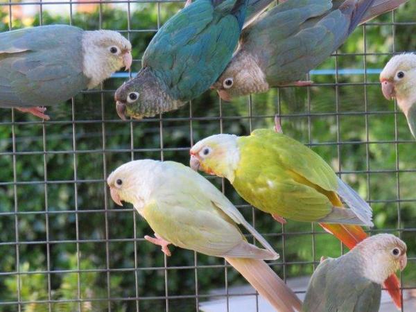 Image 4 of Mutation Greencheek Conures for sale.