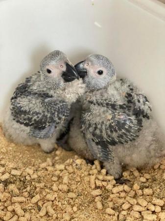 Image 2 of Gorgeous handreared baby African Greys