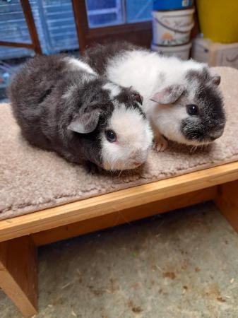 Image 5 of Guinea pigs teddy brothers available