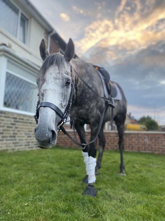 Preview of the first image of 16.3 dapple grey stunning gelding.