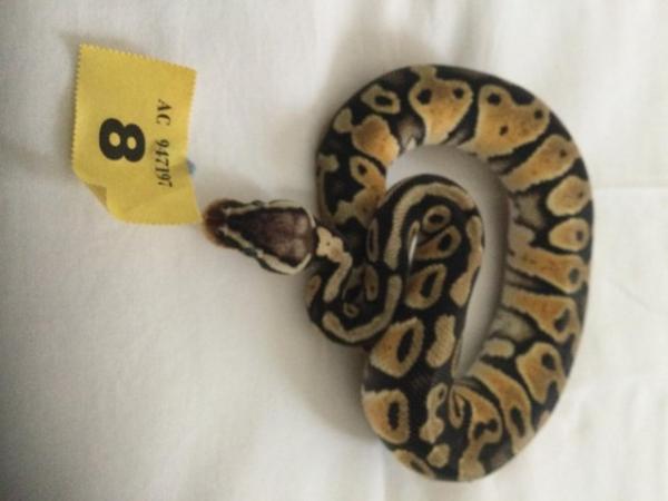 Image 7 of Pastel Mojave het ghost baby ball python