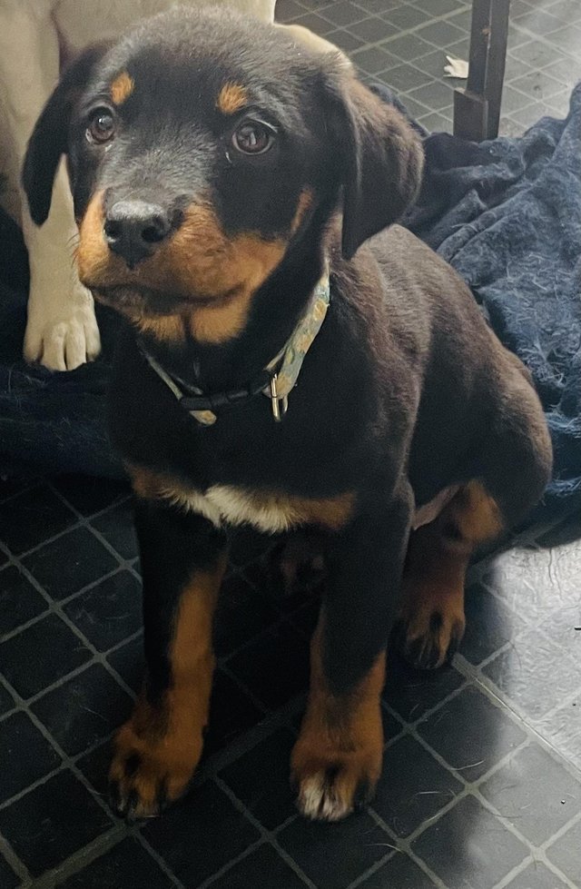 Preview of the first image of Rottweiler pup looking for her forever home.