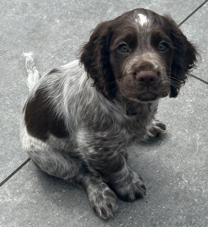 Image 14 of Kc registered cocker spaniel pups ready 25 th April