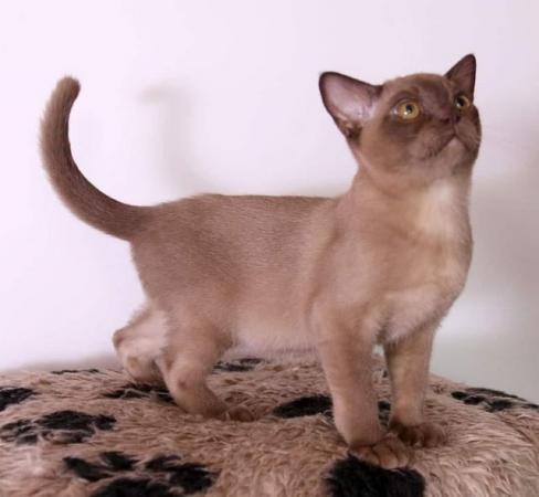 Image 7 of Exceptional Burmese kittens