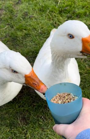 Image 2 of Two female white geese for sale