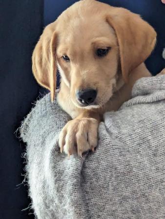 Image 17 of Daisy LAST Labrador puppy-health checked andvaccinated!