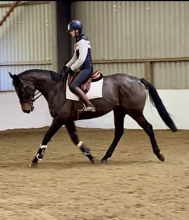 Preview of the first image of Super 6yr old mare for sale.