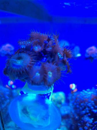 Image 5 of Marine tank coral frags