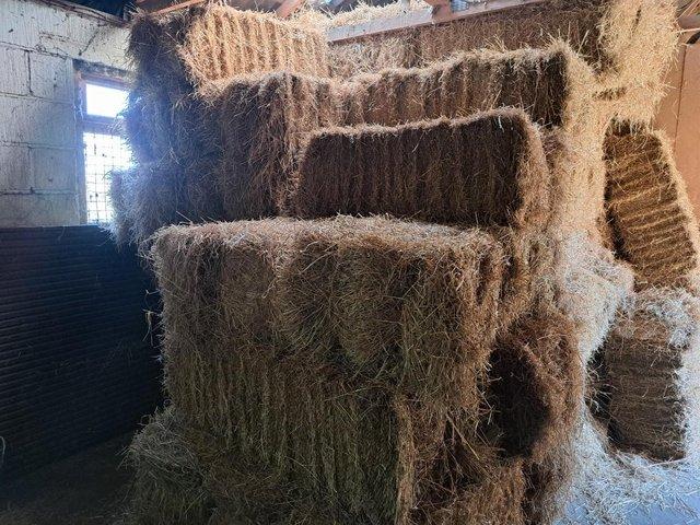 Preview of the first image of Hay Bales made 08/2022 to clear (barn stored).