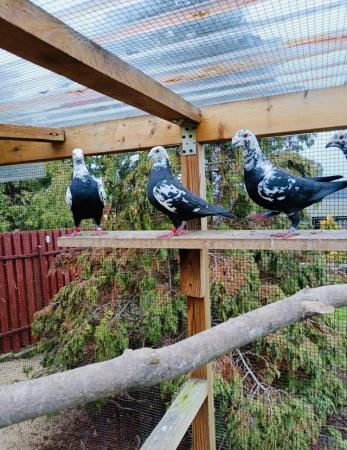 Image 3 of TIGER GRIZZLES RACING PIGEONS