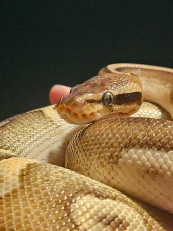 Image 4 of Royal python with vivarium