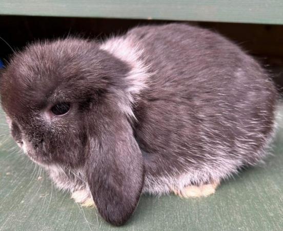 Image 4 of MINI LOP BUNNIES - 5 STAR HOMES ONLY