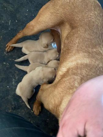 Image 4 of Fox Red Labrador puppies for sale