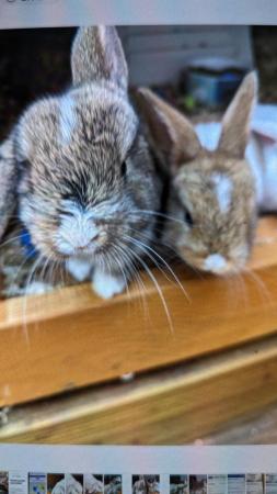 Image 1 of 8 weeks old mini lops for sale