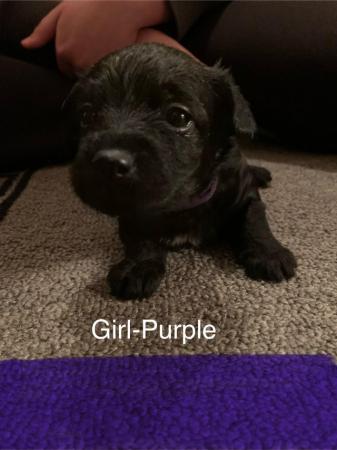 Image 3 of 1 beautiful mini xoloitzcuintli mix female puppy available