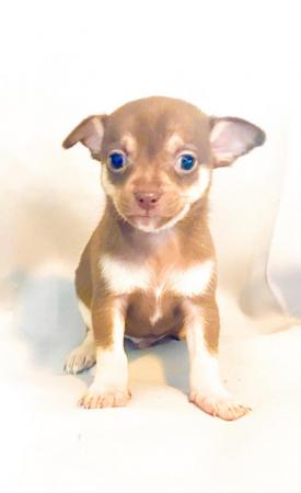 Image 15 of Adorable Kennel Club Registered Chihuahua Puppies