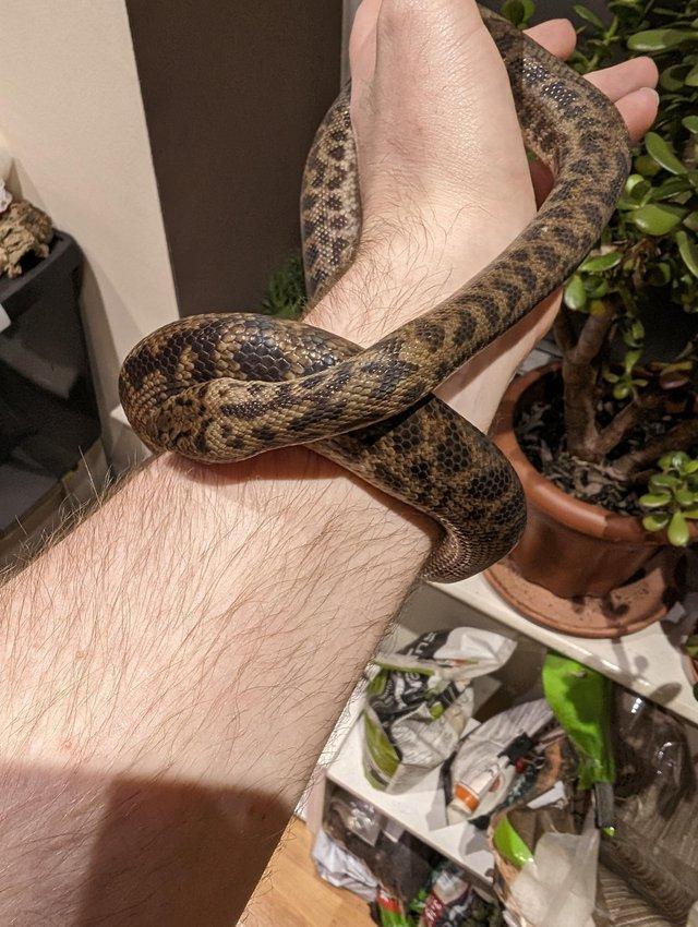 Preview of the first image of 2020 male Spotted Python (Antaresia Maculosa).