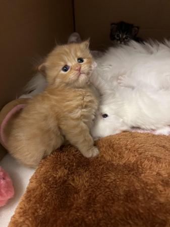 Image 3 of LAST GINGER BOY LEFT! Maine Coon Mixes