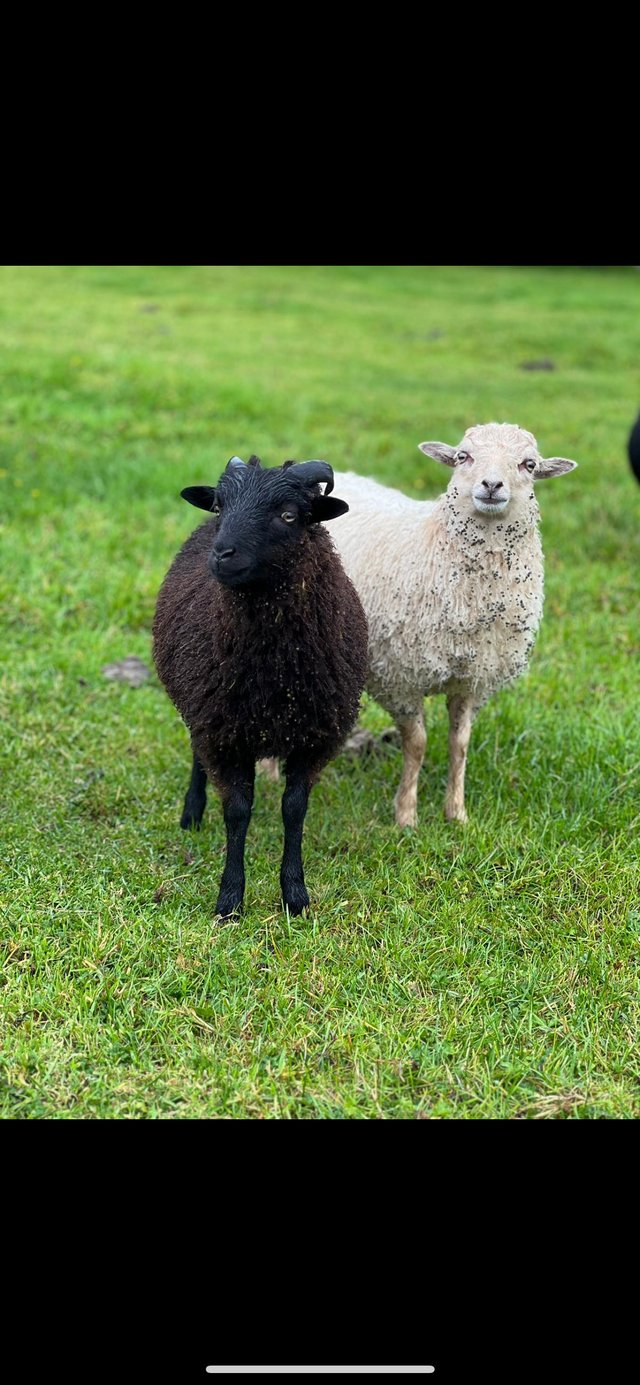 Preview of the first image of Ouessant wethers looking for new homes.