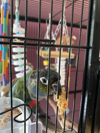 Image 2 of Conure Crimson Bellied for sale with large cage