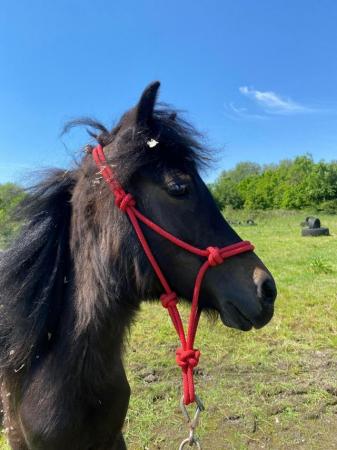 Image 12 of Young Dartmoor Show Pony/Future 11.2hh Lead Rein 4 Good Home