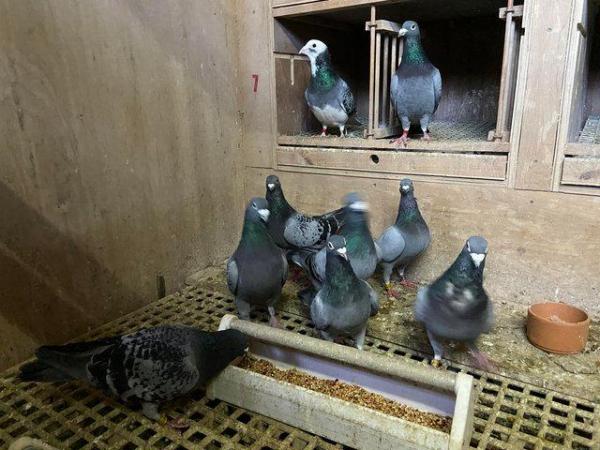 Image 5 of Top quality pigeon sprint to middle distance breeding stock