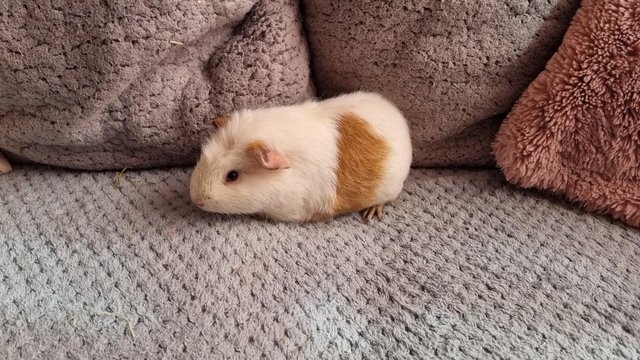 Image 4 of **3 male guinea pigs** £20 for all 3