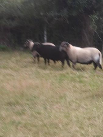 Image 3 of Cross bred 2yr old rams all sold