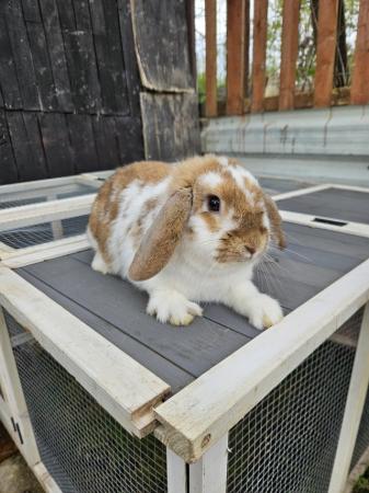 Image 6 of Mini Lop bunnies from 8 week old
