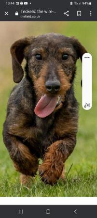 Image 5 of Wanted Teckel Dachshund Adult