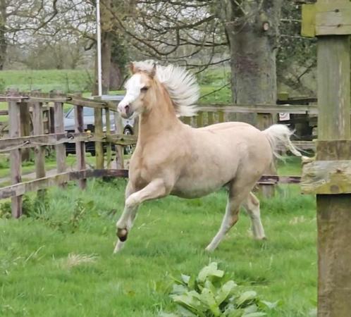 Image 1 of Top class welsh sec a palomino yearling colt